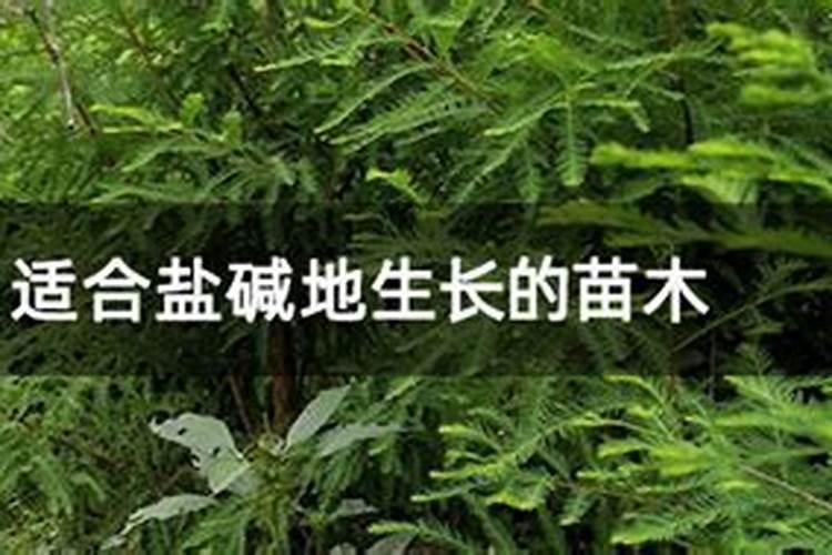 凌霄花是什么？