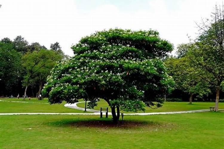 什么盆栽适合碱性土壤(碱性土壤盆栽种植指南,适合碱性土壤的盆栽推荐...