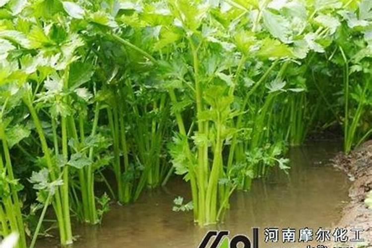 芦荟怎么施肥,芦荟施肥方法