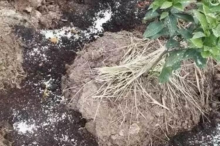 硅肥是什么肥料？硅肥有什么作用？种植农作物如何施用硅肥？