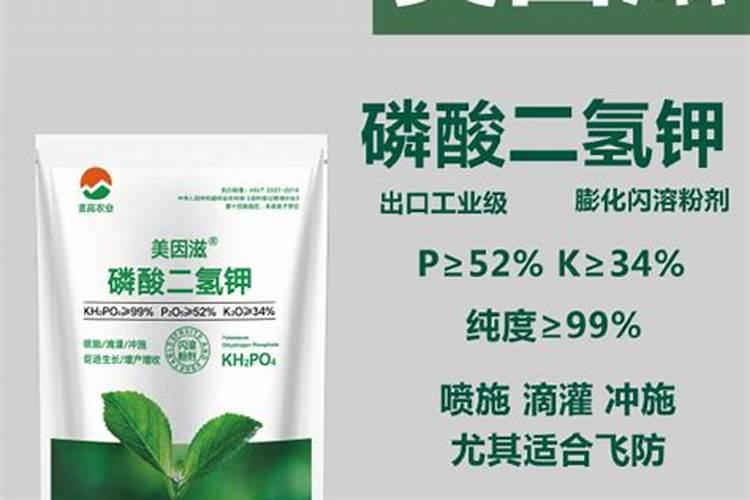 天堂鸟叶子发黄怎么回事？有哪些补救措施？