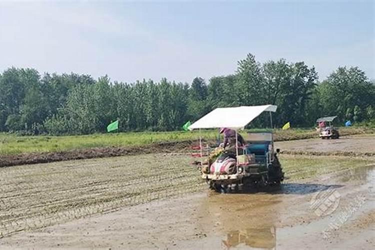 水稻专用肥的施肥量
