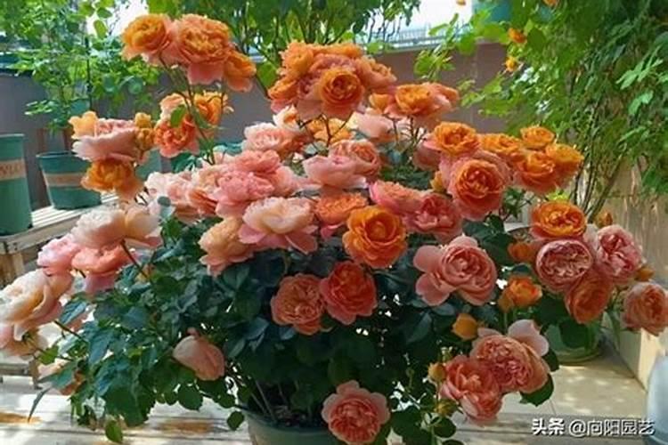 玫瑰一般哪几个月施肥