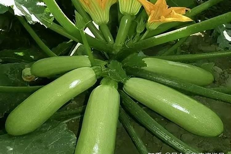 种植大白菜, 追肥浇水控制好,高产并不难!