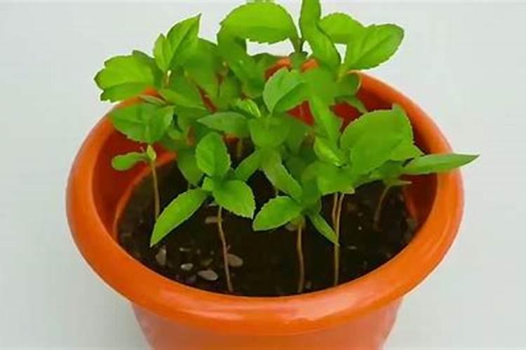 华硕苹果苗如何施肥？