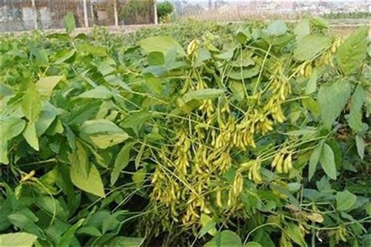 大豆的正确施肥方法