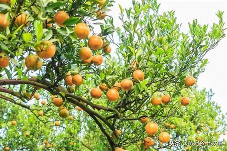 桔子树冬天施什么肥