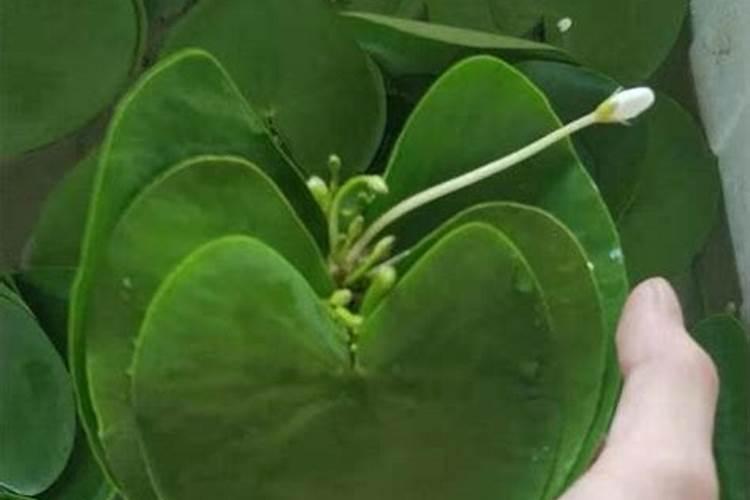 一叶莲水培用啥肥料