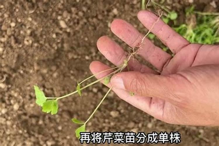 芹菜施肥方法
