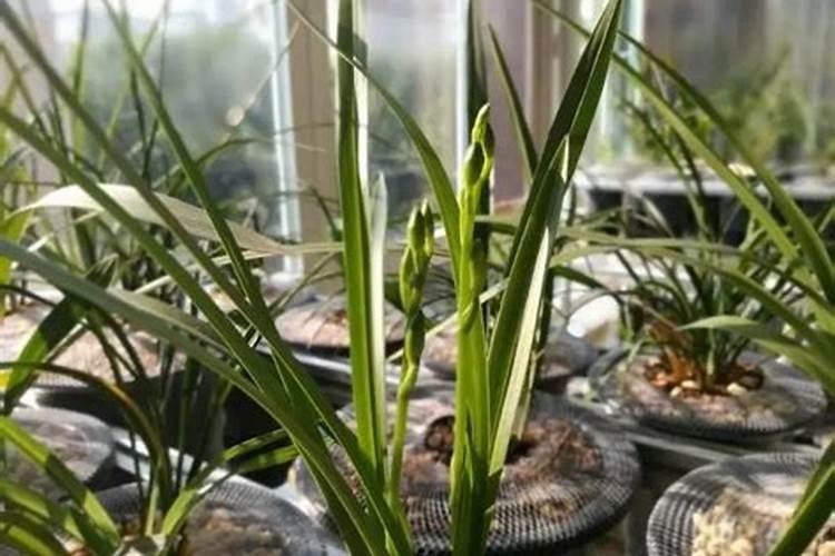 生根最好的三种肥料