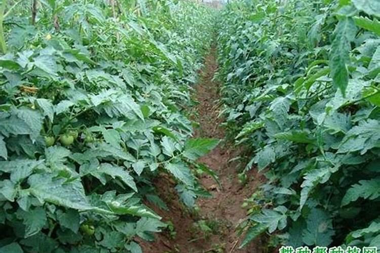 猕猴桃挂果后施什么肥料