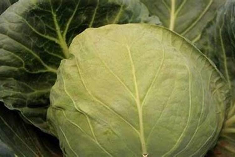 甘蓝枯萎病怎么办