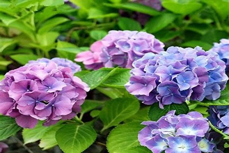 绣球花肥可以用于月季花吗？