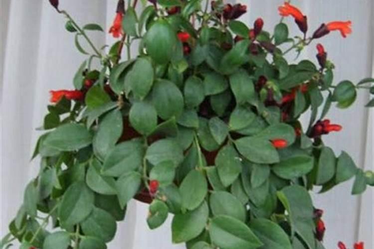 中国的农业生化公司有哪些