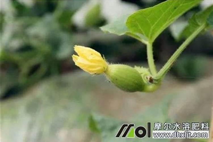 新移栽的树怎么浇水三个原则是什么