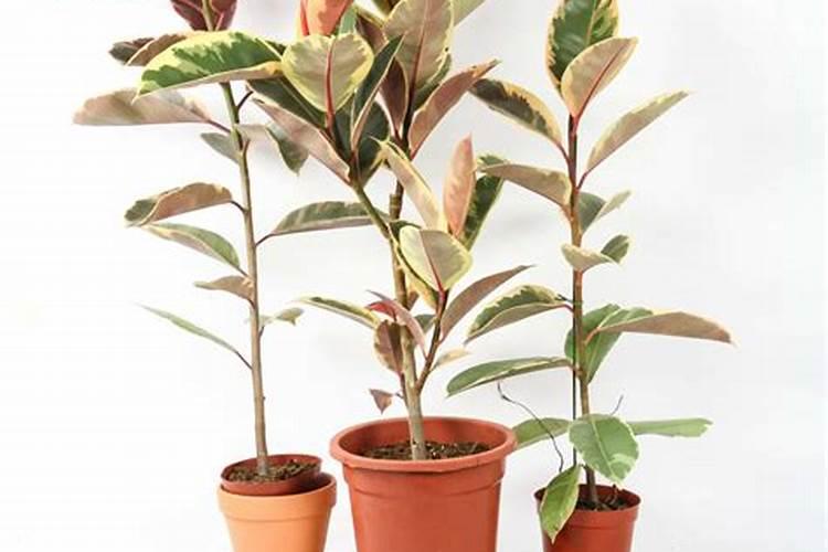 橡皮树种植需要什么肥