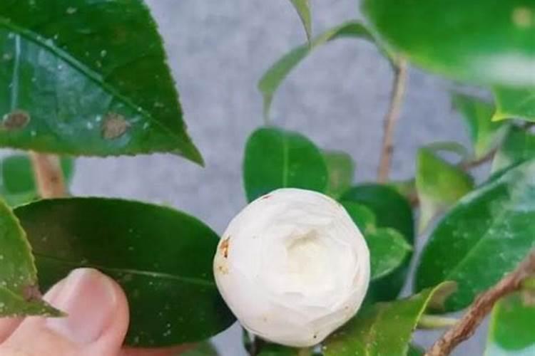 茶花要施什么肥茶花的施肥方法