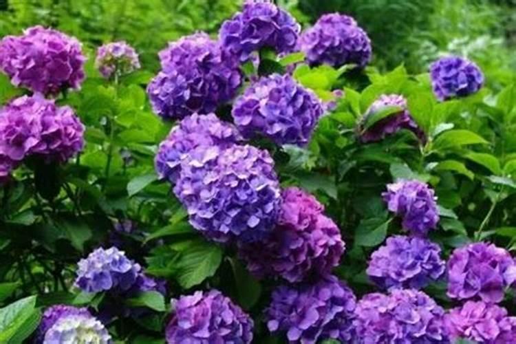 当前花生控旺药的搭配