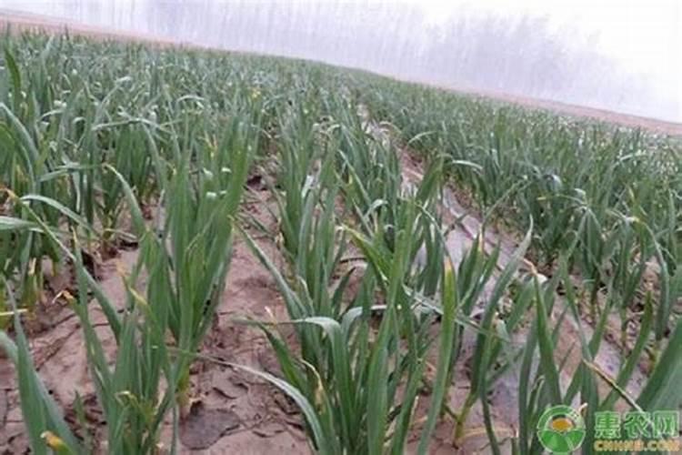 去新疆旅游,买了刀,怎么带回来？