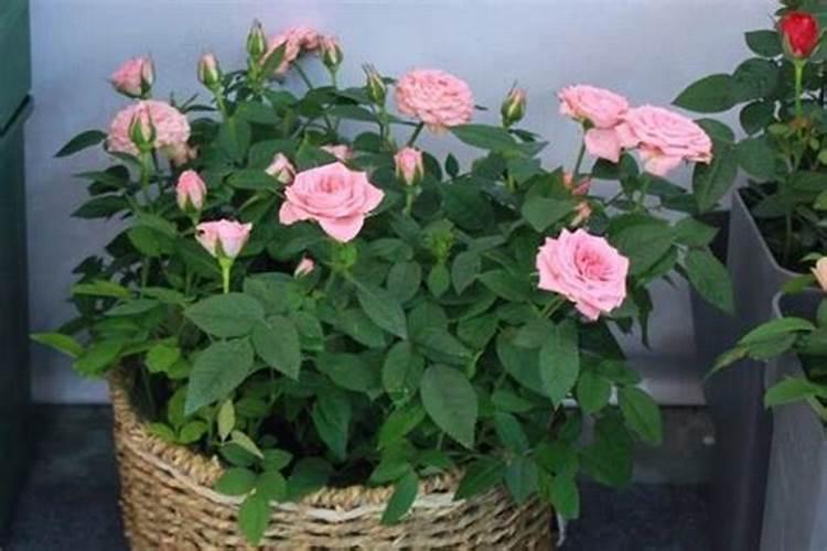 水溶肥厂家哪个好？赵老板看好它