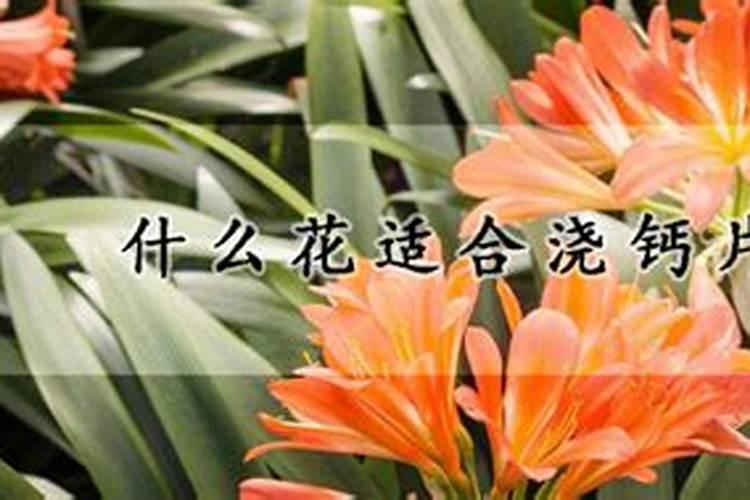 月季在什么时间施钙肥？