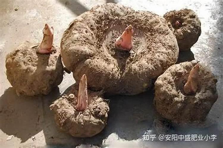 魔芋出苗后施什么肥