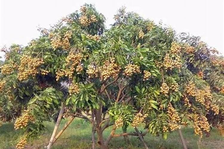 龙眼果实在枝头上干枯是什么原因？