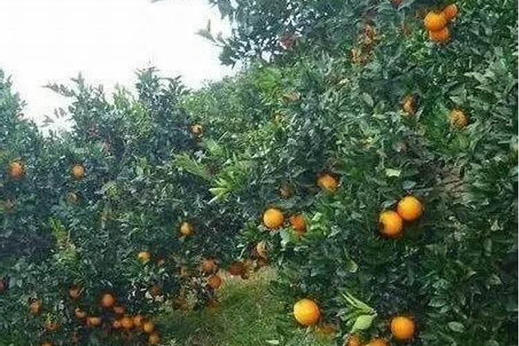 脐橙增甜有哪些方法
