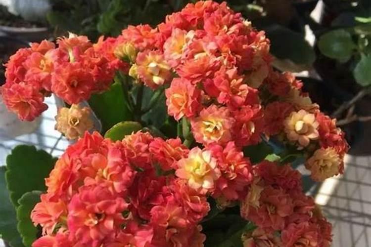 茄子开花了要施肥吗