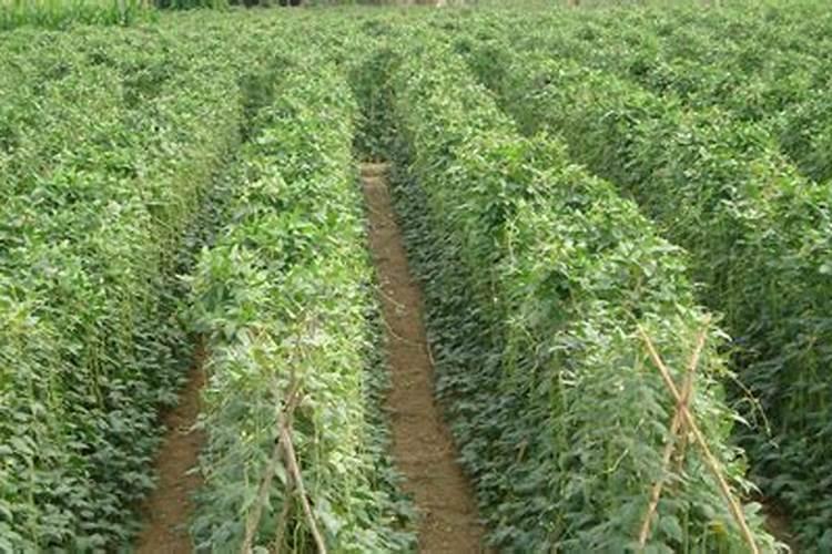 金银花用什么肥料好