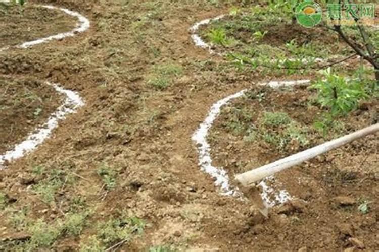 果树冬天施肥好还是春天施肥好