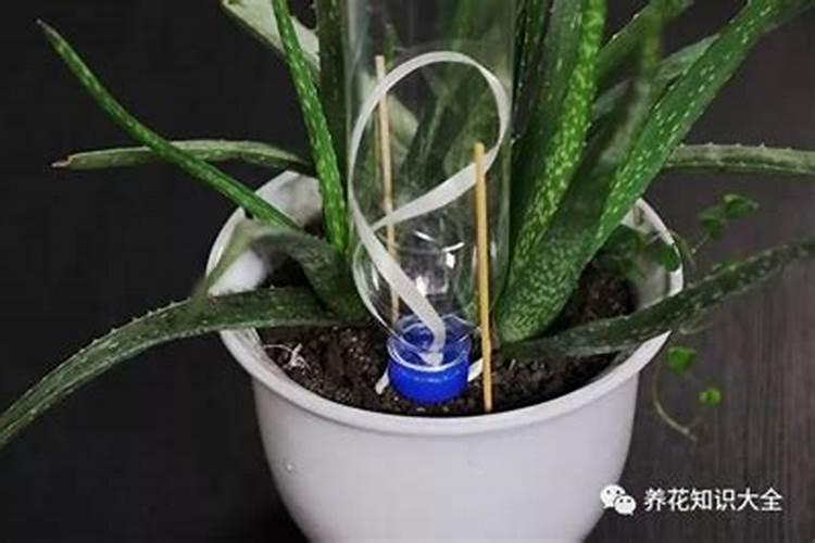 在果树上如何施用钙肥
