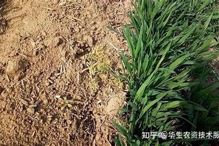 小麦拔节期能打芸苔素吗？