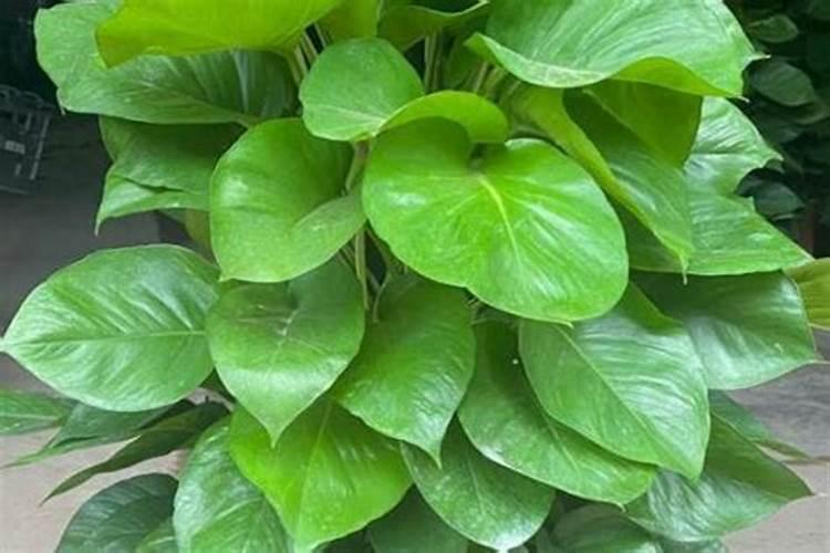 橄榄树如何种植能高产