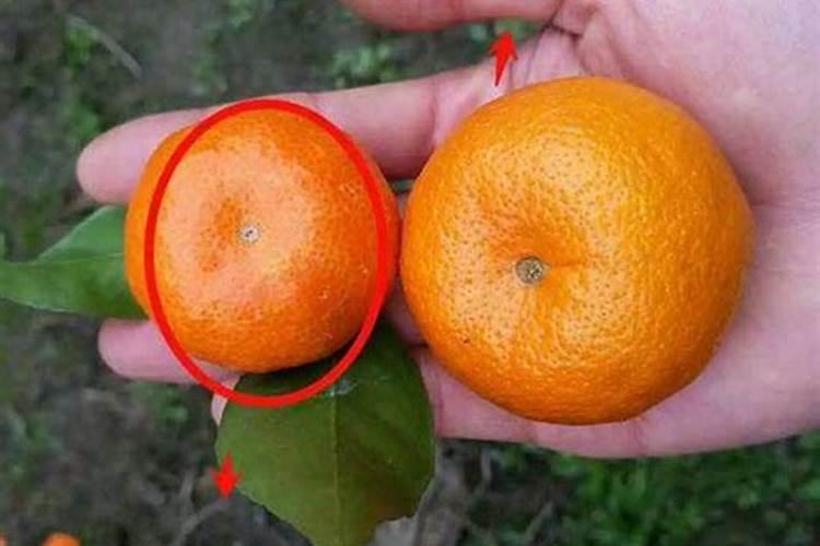 红薯彭大用什么药好