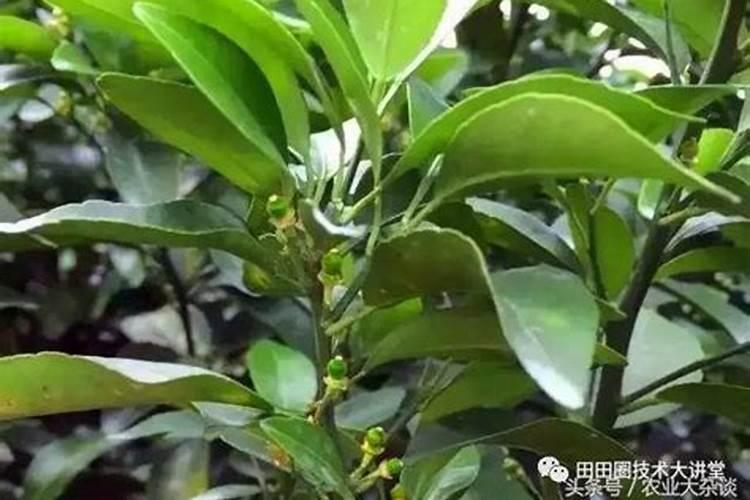 安鲜脂加磷酸二氢钾用在沃柑上起什么作用？