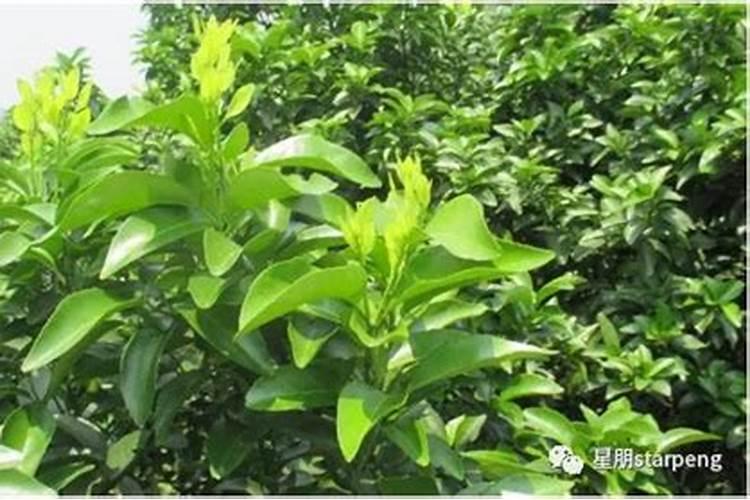 遇到091沃柑春梢大量出现的状况如何处理？