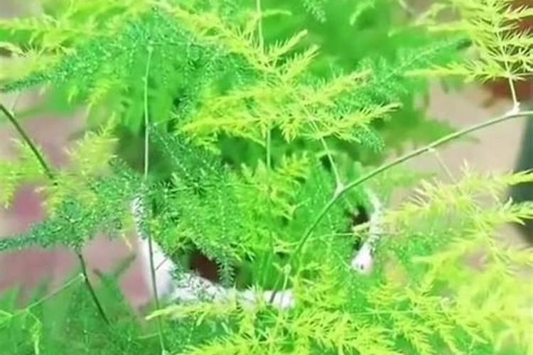 文竹盆景施什么肥