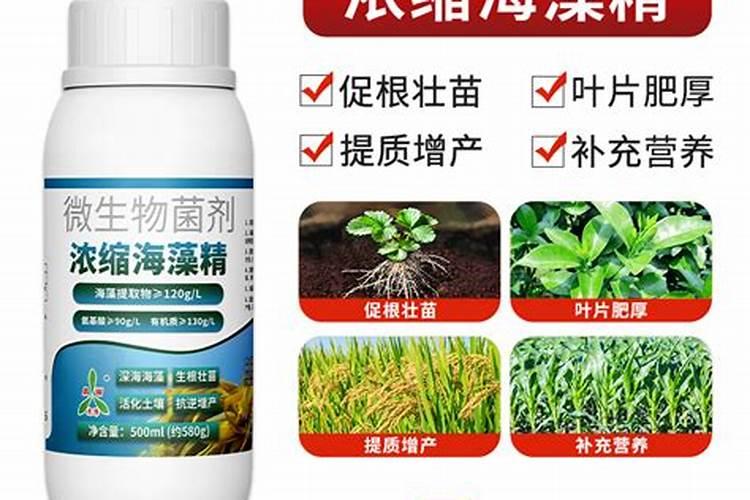 辣椒要摘花和打顶吗