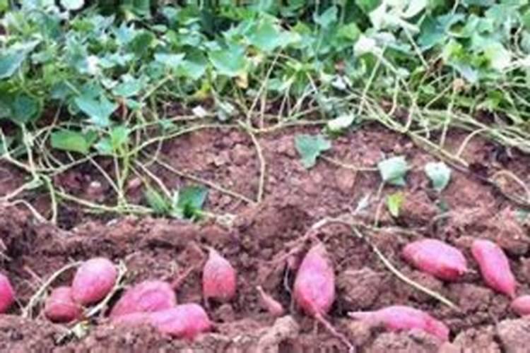 种红薯怎样施底肥