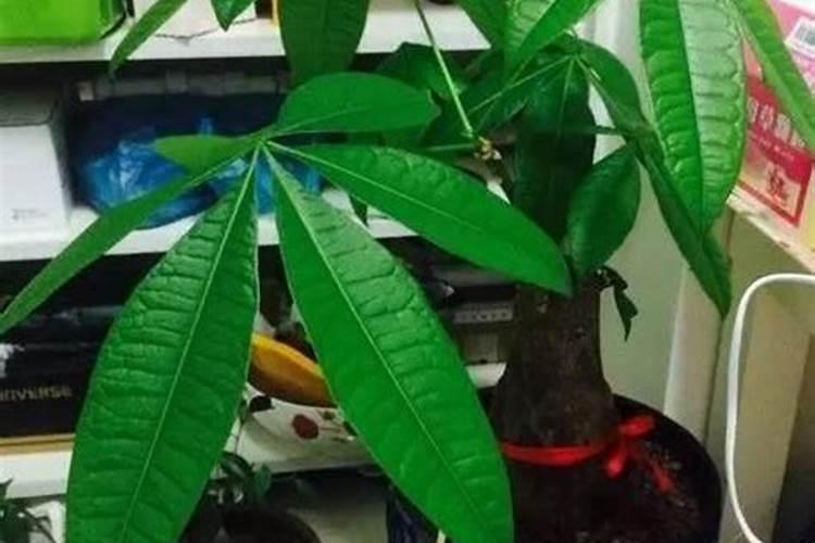 如何给发财树施氮肥