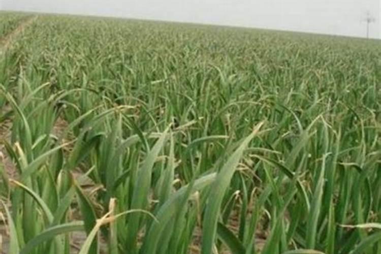 羊角蜜甜瓜死棵是什么事