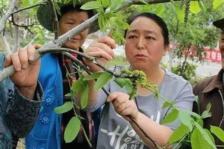 核桃树怎么管理