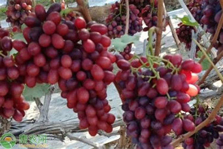 克伦生葡萄现在下啥肥料？