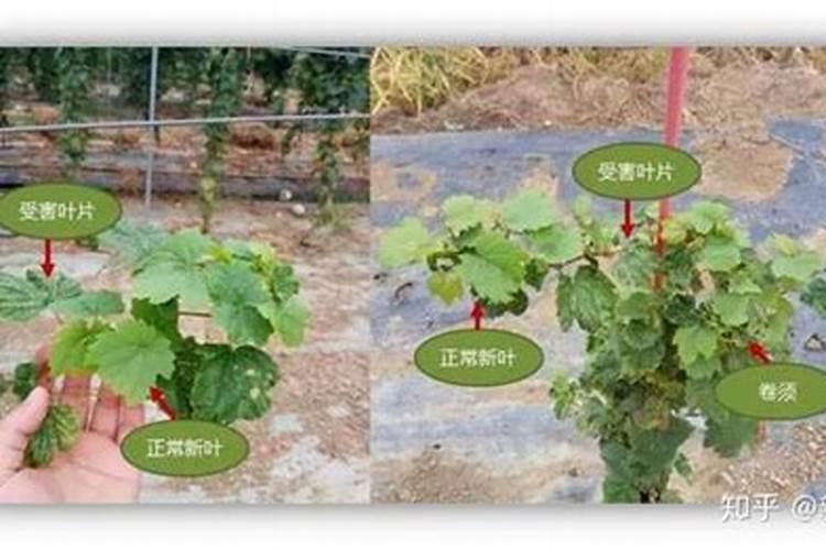 茄苗药剂量过重用芸苔素管用吗