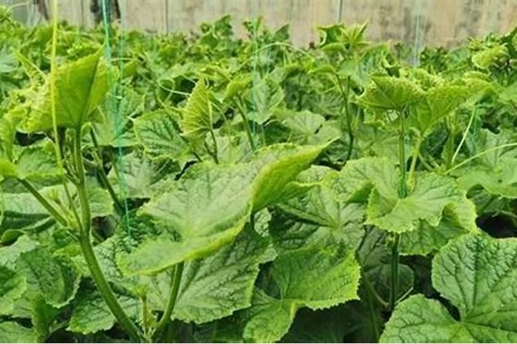 黄瓜需要用那种肥料？黄瓜什么时候用肥比较好？喷什么叶面肥结果多？