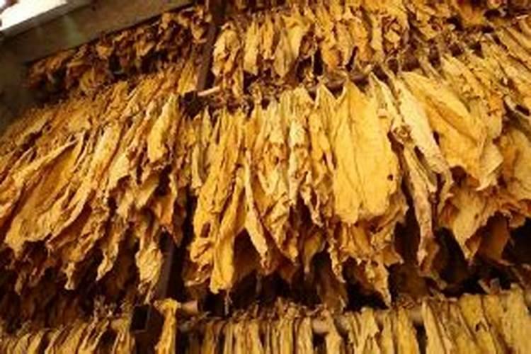 烤烟品种秦烟96是什么地方的好烟种贵州能种吗？