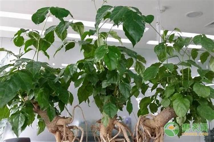 幸福树换盆后如何施肥,勤施淡肥/氮肥和钾肥最好