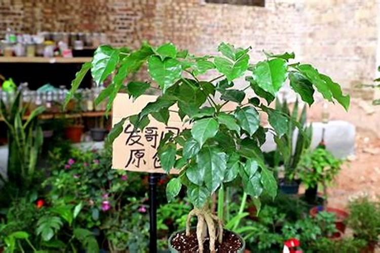 幸福树怎么施肥长得快 用什么肥料最好