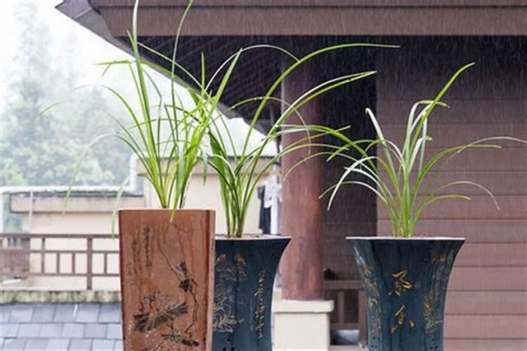 兰花早晨可以喷施叶面肥吗